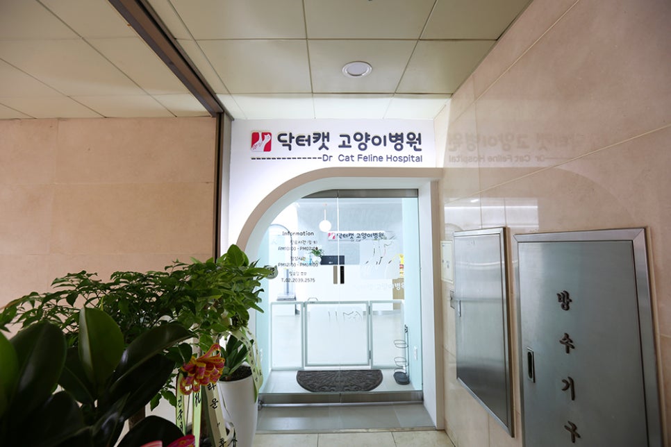2층 닥터캣 고양이병원 입구